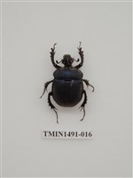 藏品(金龜科(一)外國)的圖片